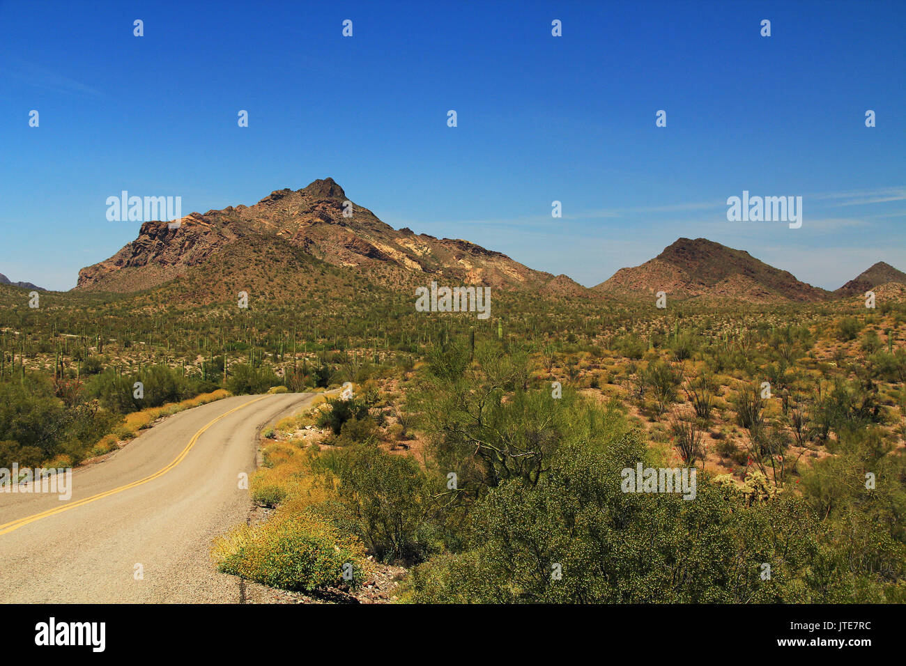 Blue Sky copy Raum und kurvenreiche Straße in der Nähe von pinkley Peak im Organ Pipe Cactus National Monument in Ajo, Arizona, USA, darunter eine große Auswahl an De Stockfoto