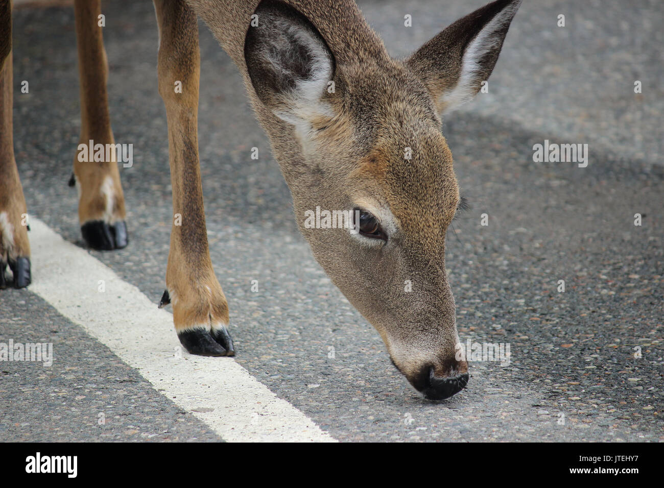 Rotwild in Kanada. Stockfoto