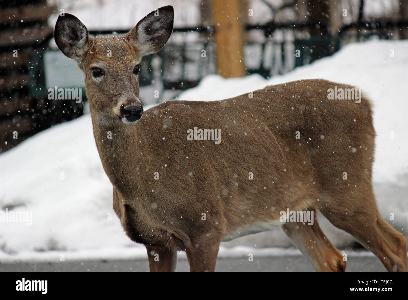 Rotwild in Kanada. Stockfoto