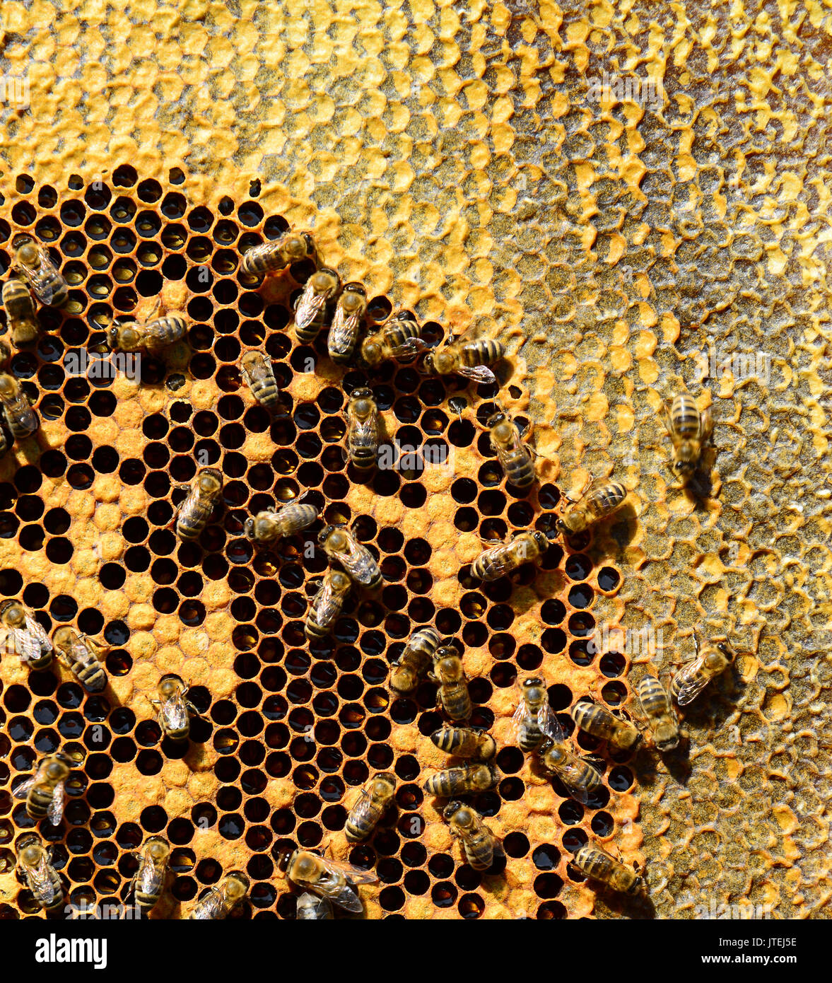 Honig Bienen auf Wachs Waben, im Freien Stockfoto