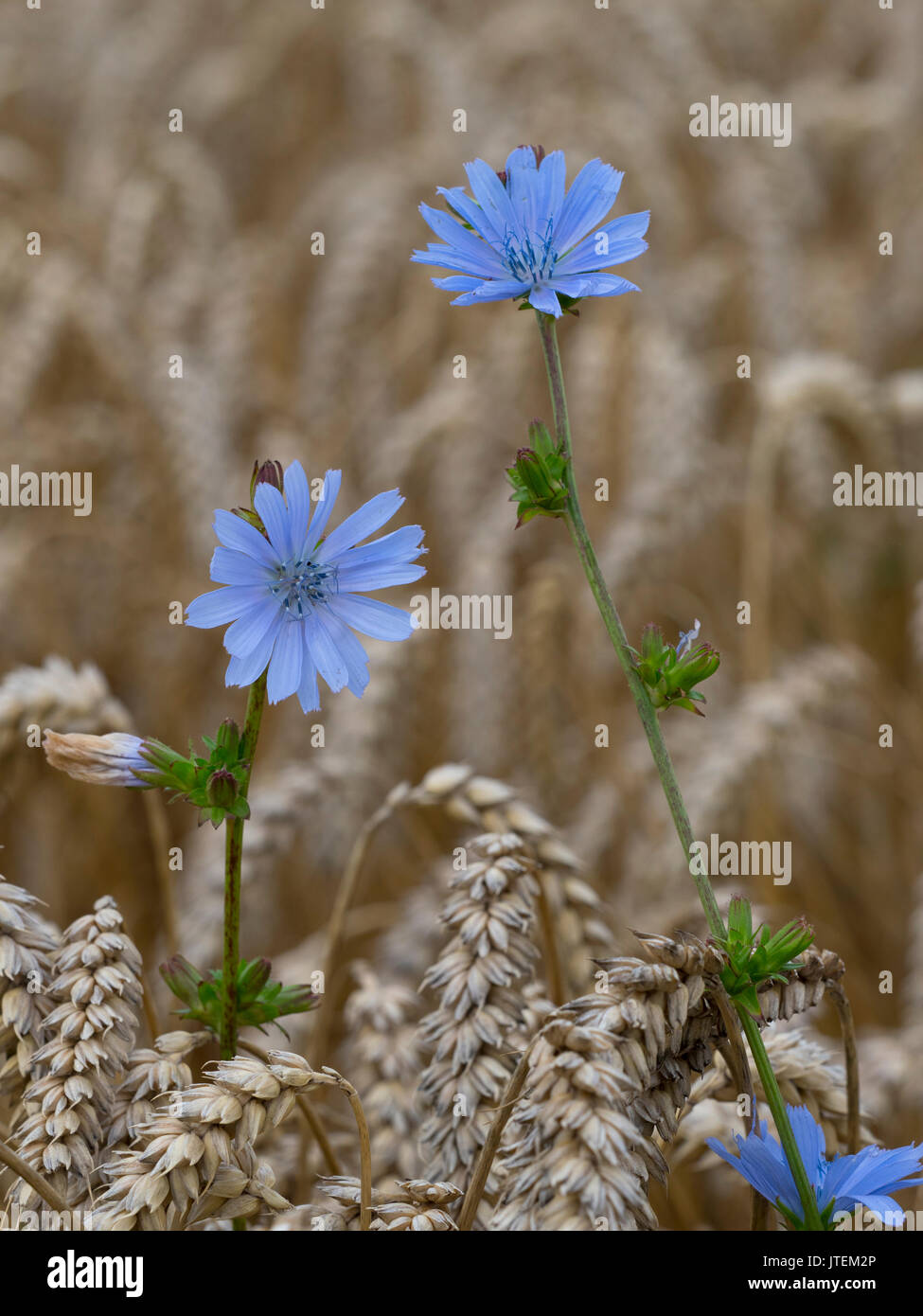 Chicorée Cichorium Intybus auf Ackerland Landzunge wächst Stockfoto