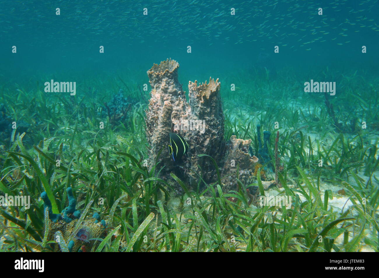 Karibische Meer Unterwasserwelt, ein riesiges Fass Schwamm mit Seegras auf dem Meeresgrund Stockfoto