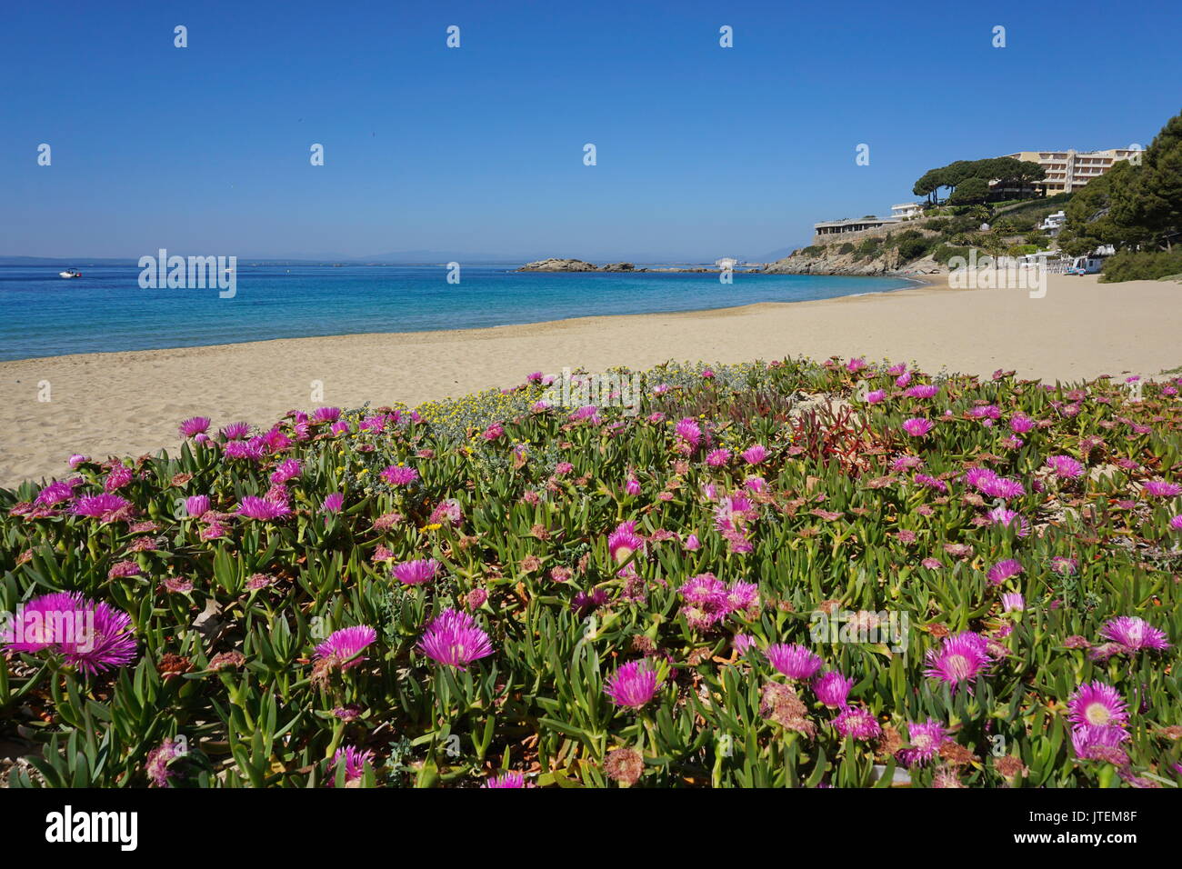 Carpobrotus mediterranen Sandstrand mit Blumen vorne, Almadrava, grossen Canyelles, Roses, Costa Brava, Katalonien, Spanien Stockfoto