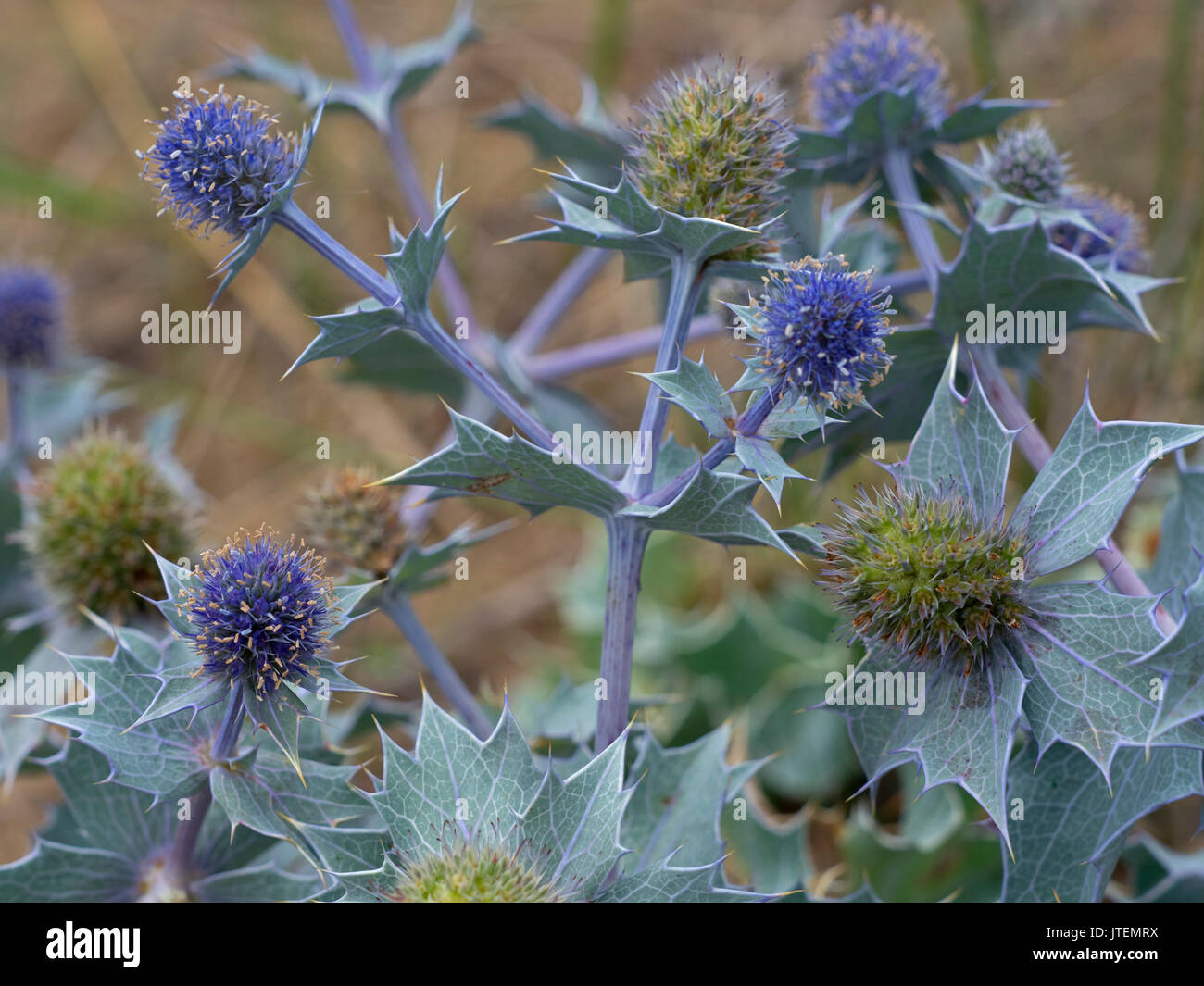 Meer-Holly Eryngium Maritimum in Küstendünen wächst Stockfoto