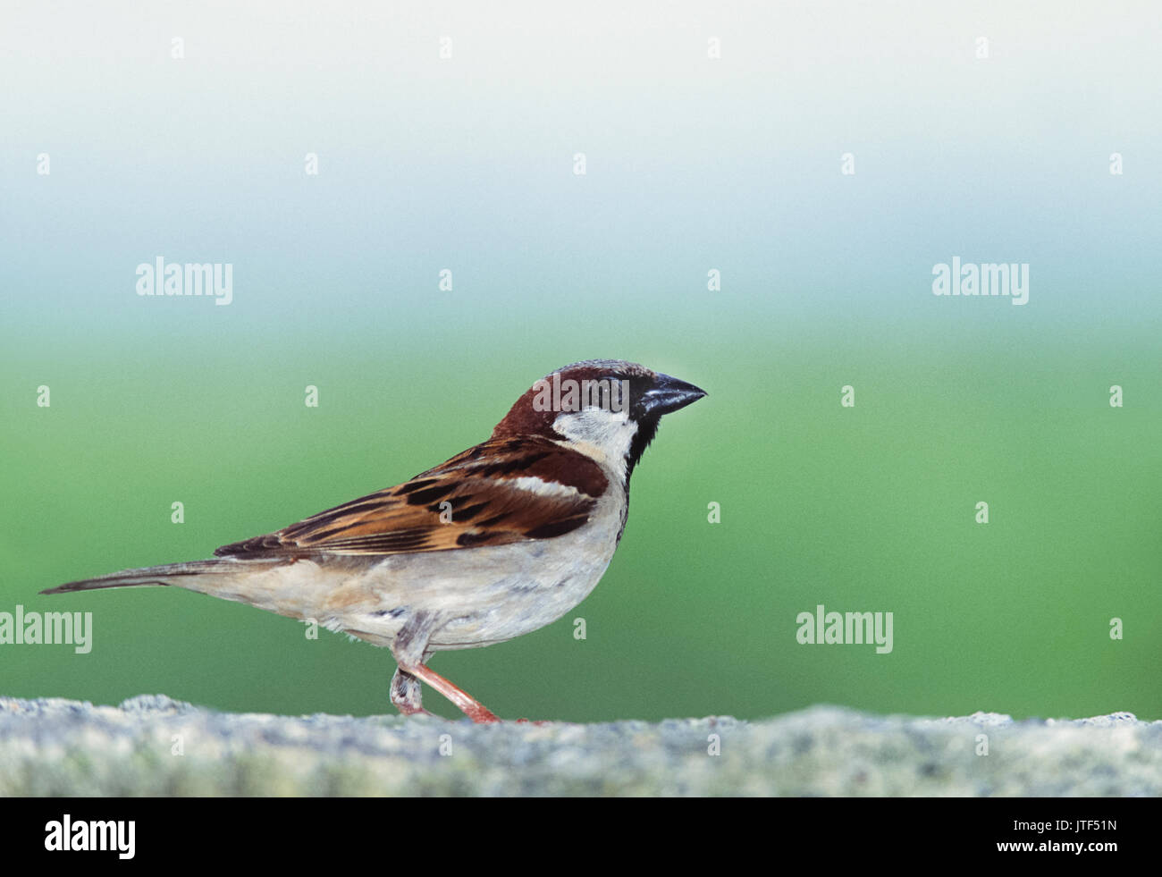 Haussperling (Passer domesticus), Keoladeo Ghana National Park, Bharatpur, Rajasthan, Indien Stockfoto