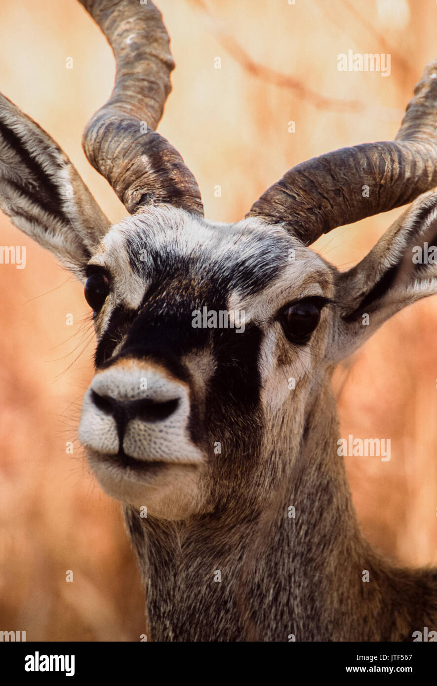 Männliche indische Hirschziegenantilope, (Antilope cervicapra), hirschziegenantilope Nationalpark, Gujarat, Indien. Stockfoto