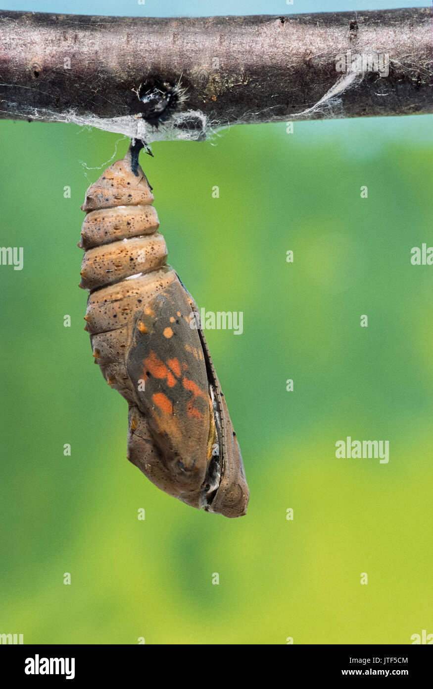 Puppe der Distelfalter (Vanessa cardui), London, Vereinigtes Königreich (Captive) Stockfoto