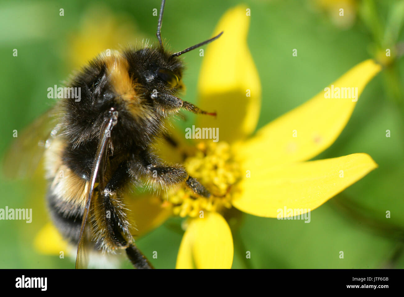 Coreoposis verticllata Zagreb Blume mit Biene Nektar erhalten Stockfoto