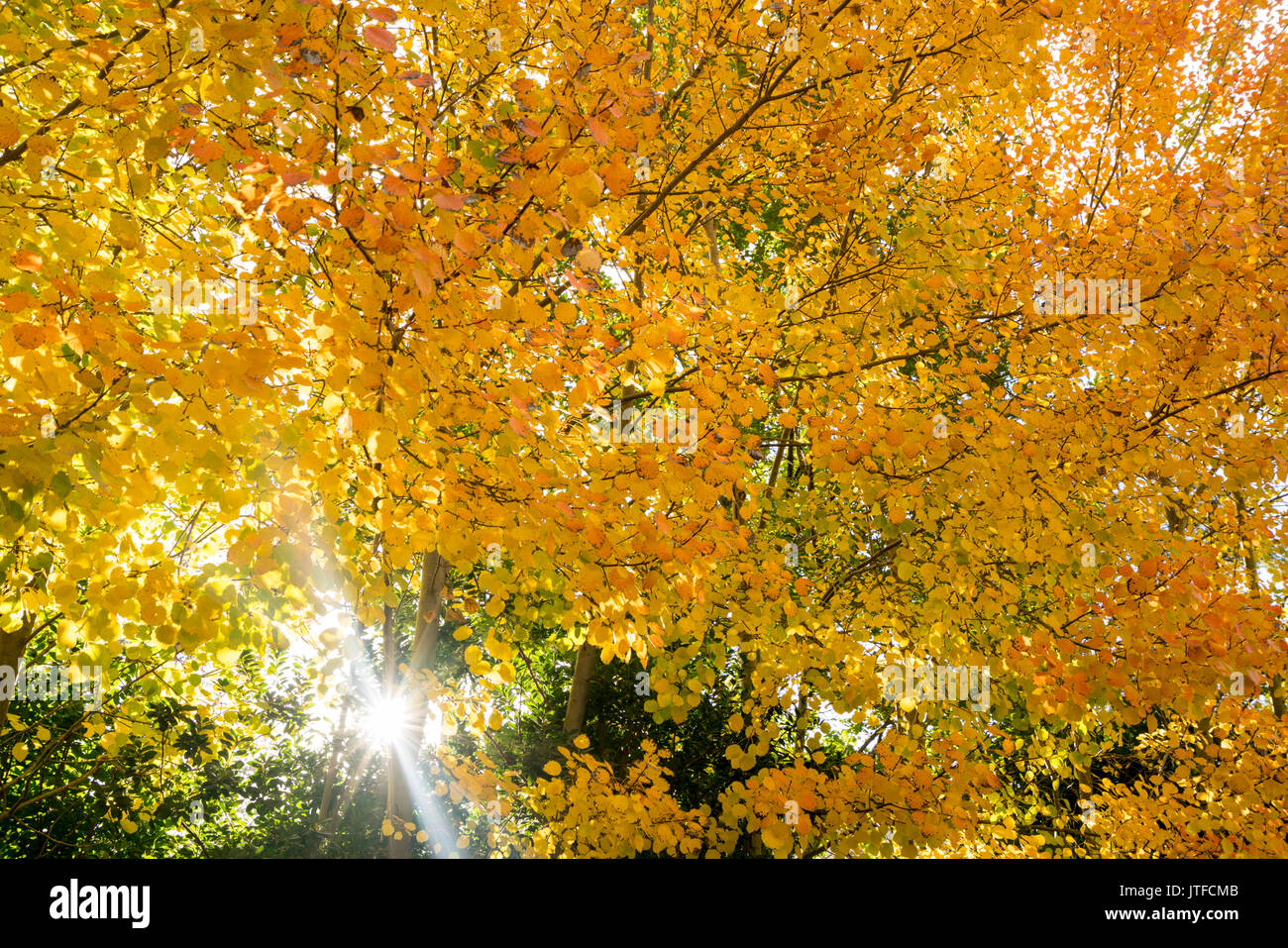 Goldener Herbst Blätter in Mount Macedon in der Nähe von Melbourne, Victoria, Australien Stockfoto