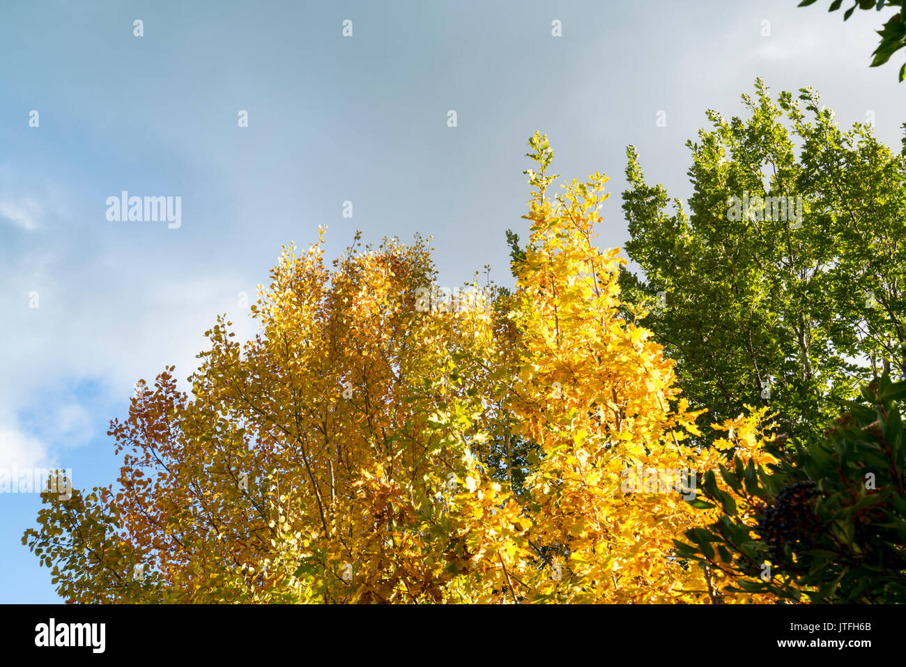 Goldener Herbst Blätter in Mount Macedon in der Nähe von Melbourne, Victoria, Australien Stockfoto