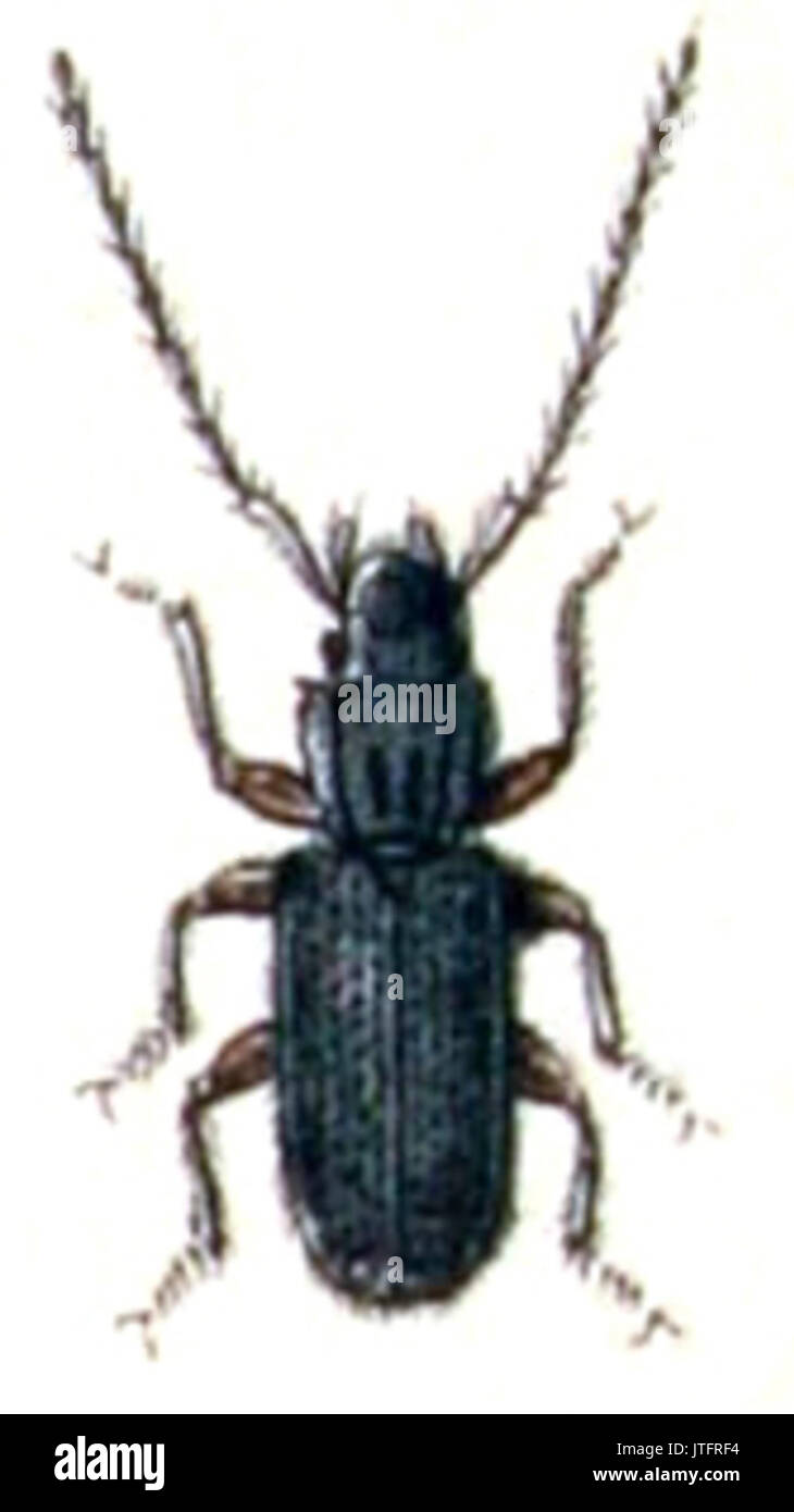 Uleiota planata.. . Calwer.15.16 Stockfoto