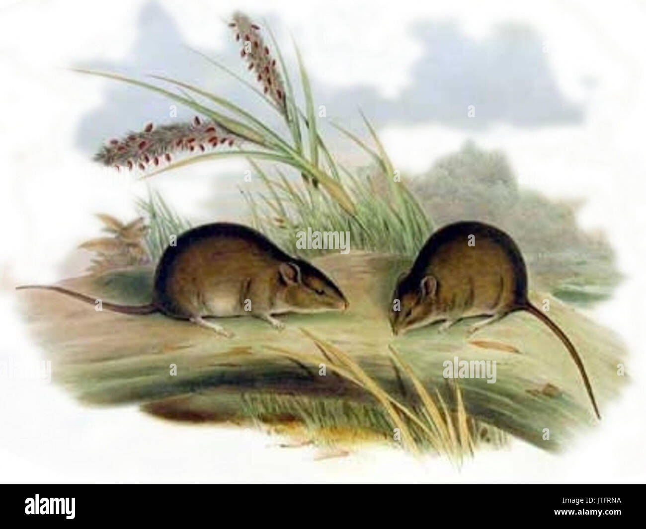 Pseudomys Gouldii Gould Stockfoto