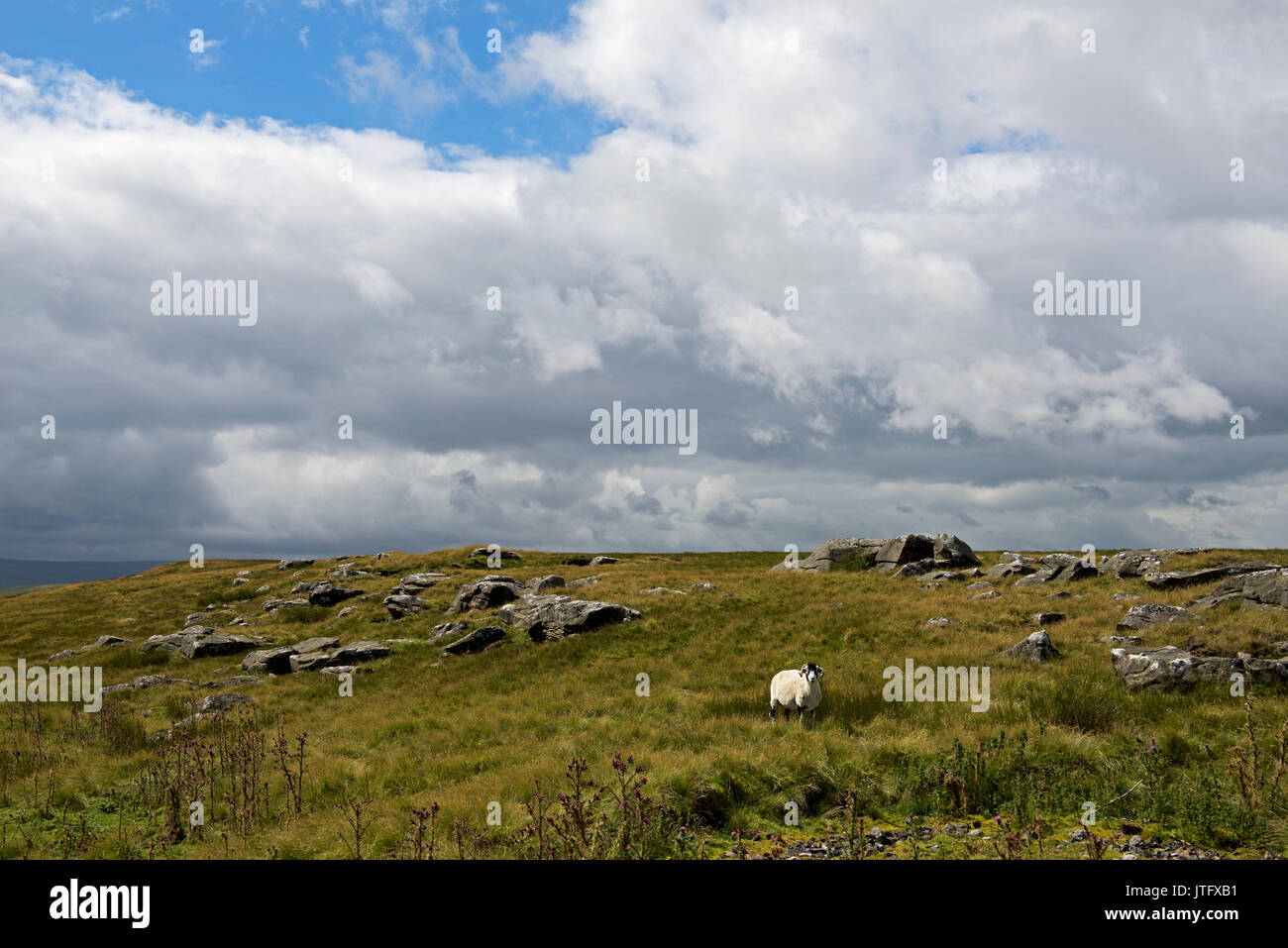 Schafe, Yorkshire Dales National Park, North Yorkshire, England, Großbritannien Stockfoto