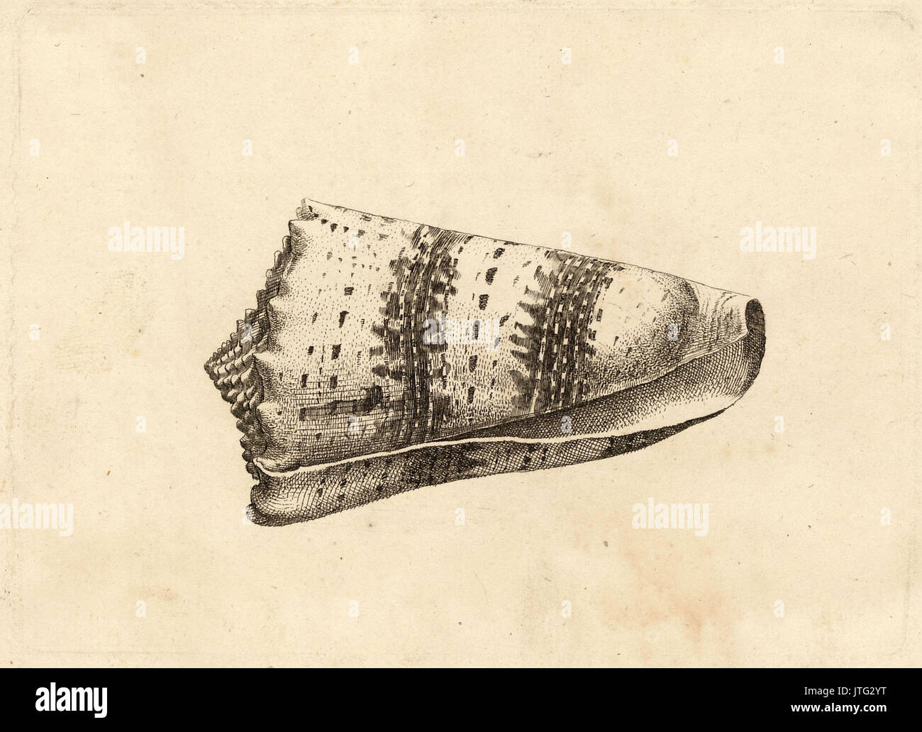 Wenzel Hollar Conus imperialis Stockfoto