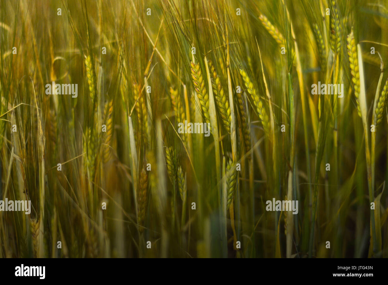 Gerstenfeld, England Stockfoto