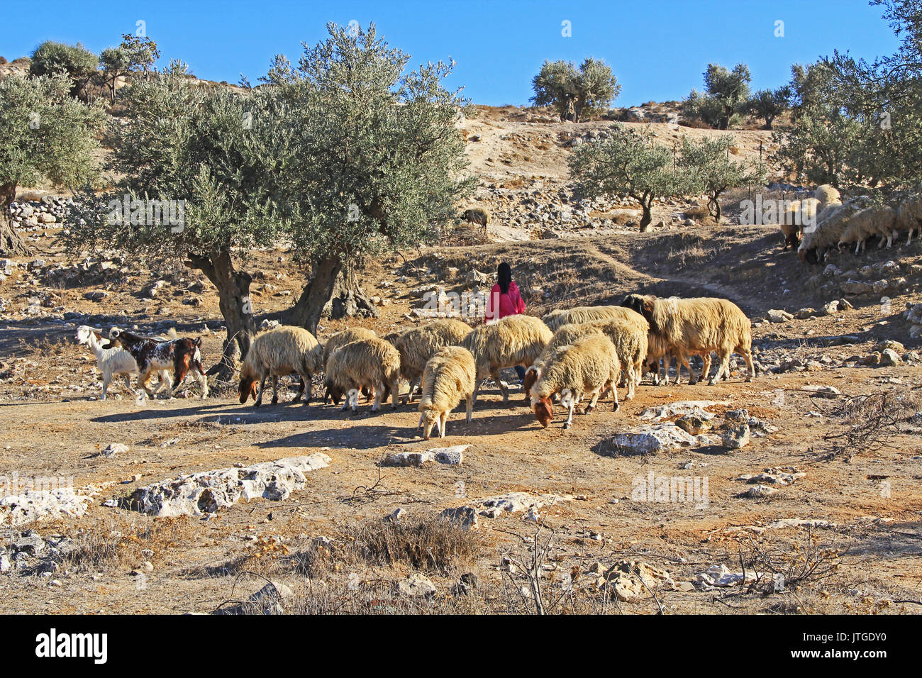JERUSALEM, Israel - 25. OKTOBER 2013: Schäferin ihre Schafe in einem Olivenhain zwischen Jerusalem und Bethlehem, Israel neigt. Stockfoto