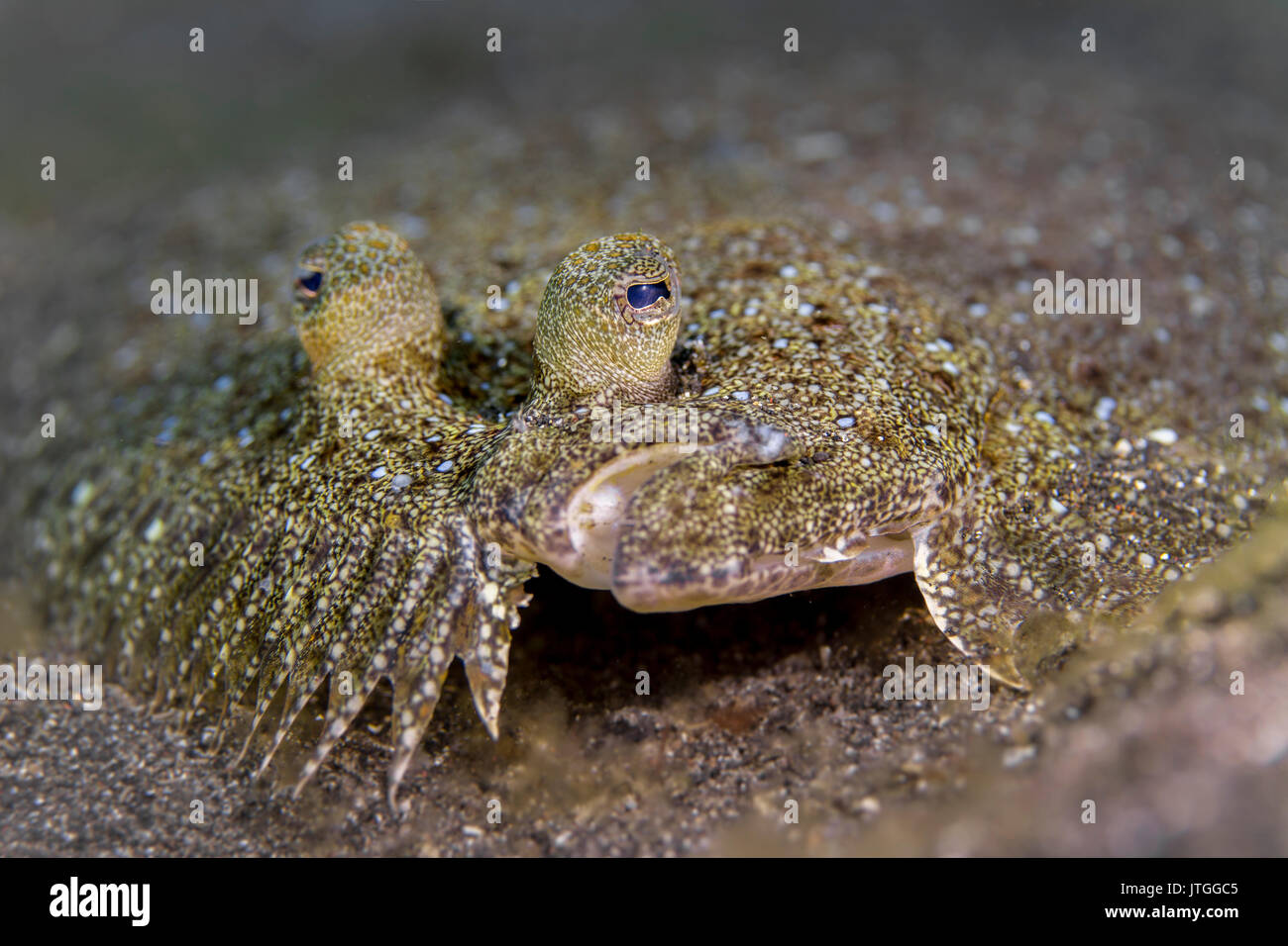 Peacock Flunder (Bothus mancus) in der Lembeh Strait Stockfoto