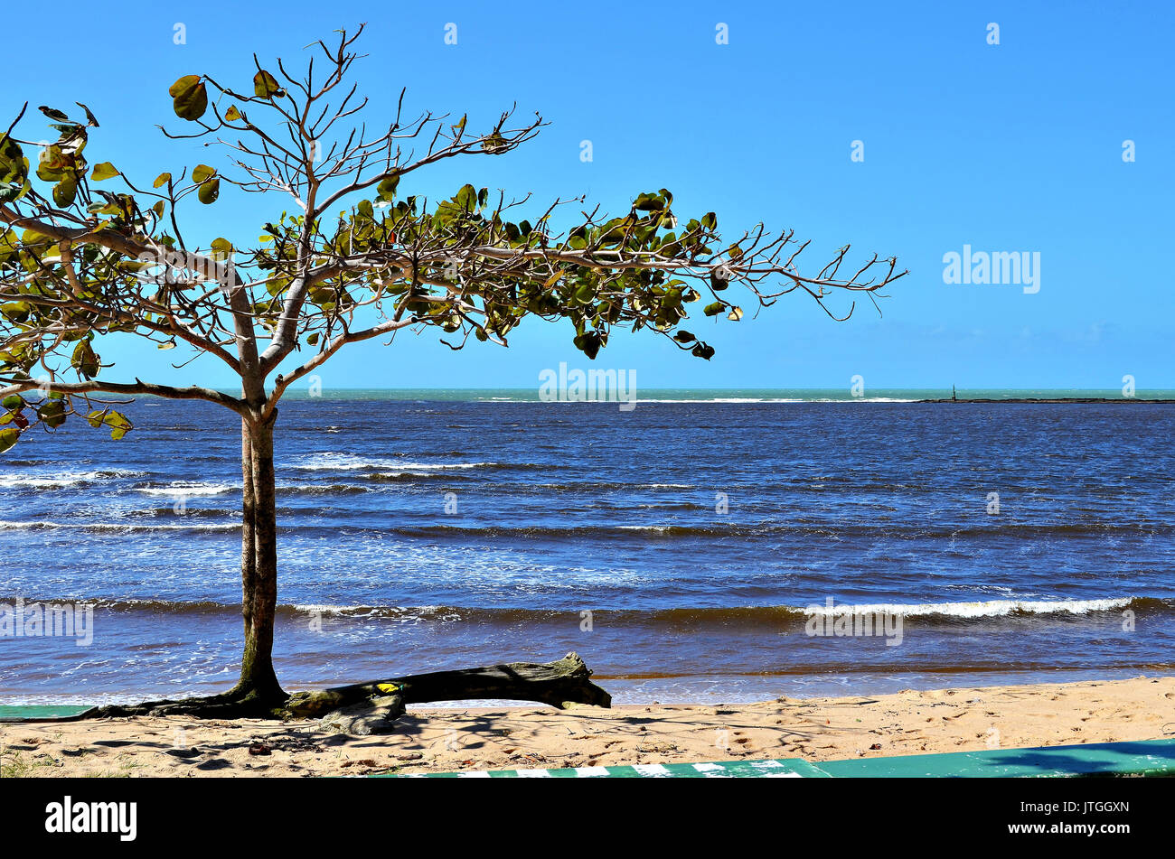 Schöne mandelbaum am Meer mit einem bunten Meer im Hintergrund. Korallenriffe schützen die Hafeneinfahrt der Stadt Porto Seguro. Stockfoto
