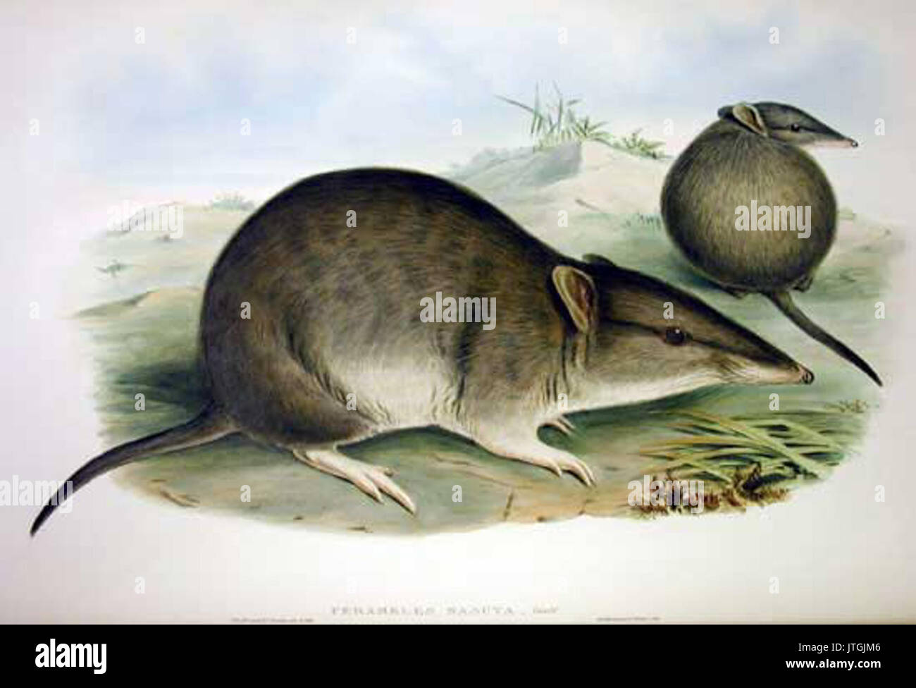 Perameles nasuta, auch bekannt als Langnasen-Bandicoot, ist eine in Australien heimische Art, die hier in einer Studie von John Gould dargestellt wird, die sich auf ihre Besonderheiten konzentriert. Stockfoto