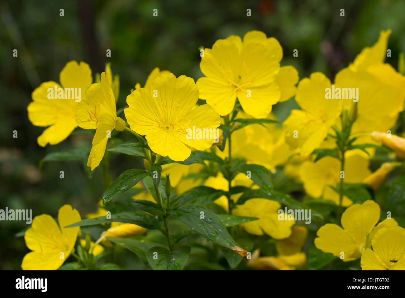 Epilobium Blume (Primel) ist eine Gattung von über 125 Arten von krautigen Pflanzen, beheimatet in Nord- und Südamerika. Es ist die Art der Gattung Stockfoto