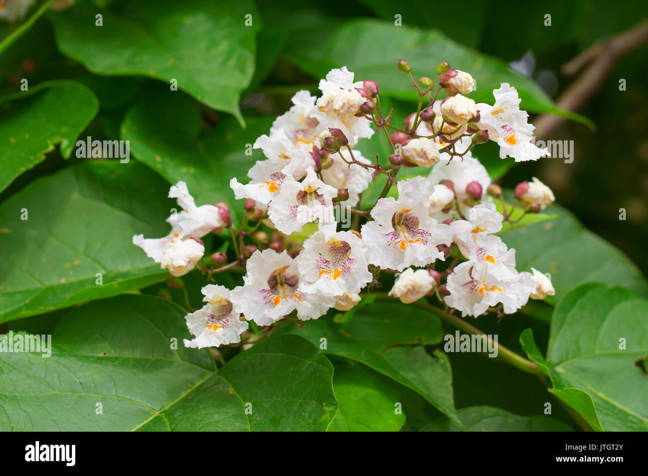 Nahaufnahme der Catalpa tree Blüten im Sommer. Catalpa ist auch als Catawba bekannt und ist in warmen gemäßigten und subtropischen Regionen Nordamerika Stockfoto