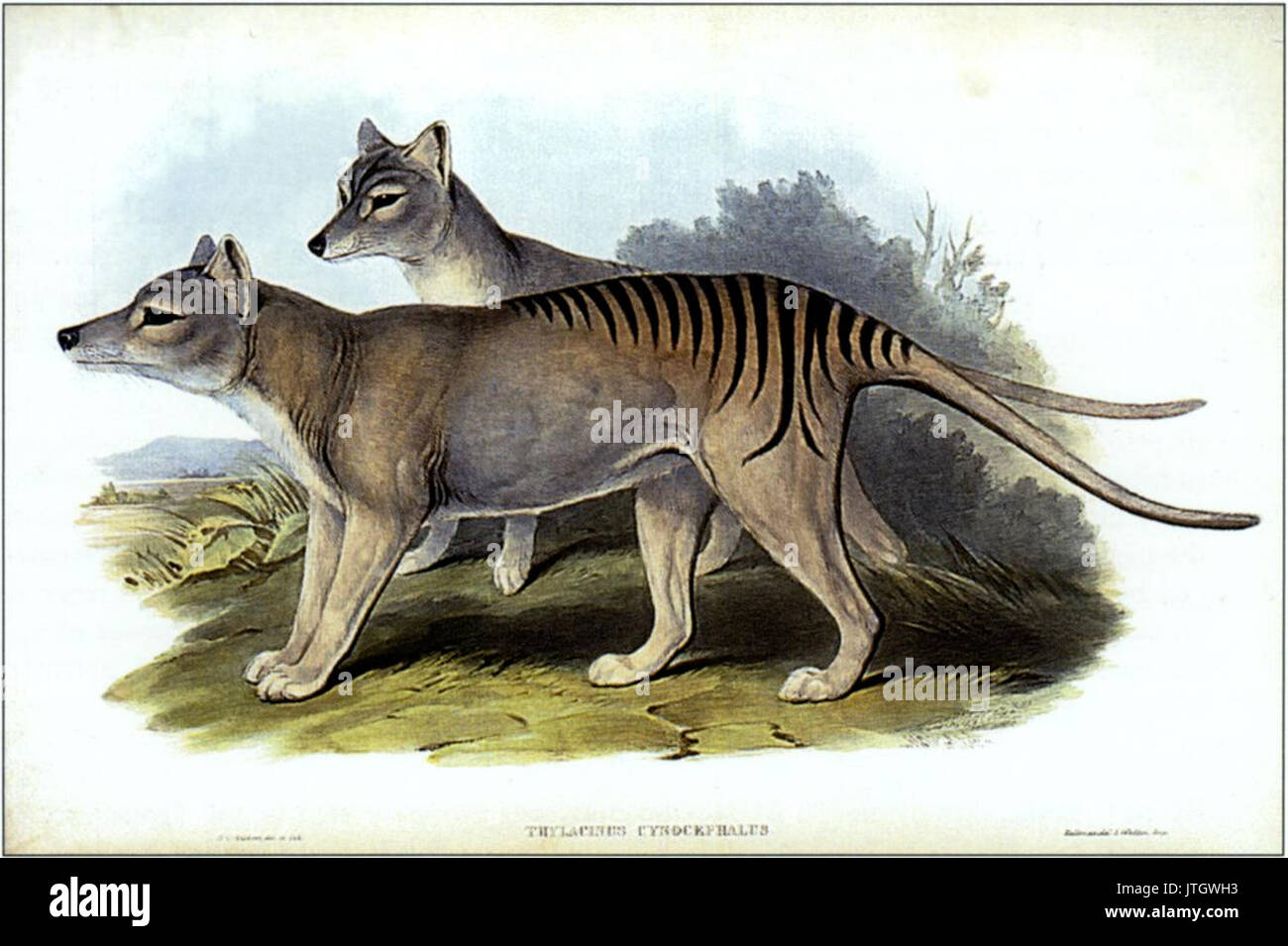 Thylacinus Cynocephalus (Gould) Stockfoto
