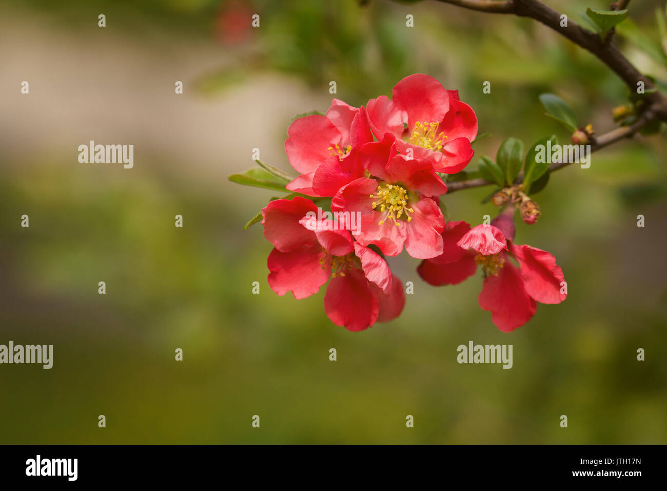 Chaenomeles japonica rosa Baum Blumen, Maule, Quitte, Gutuiul japonez, Outdoor hautnah. Stockfoto