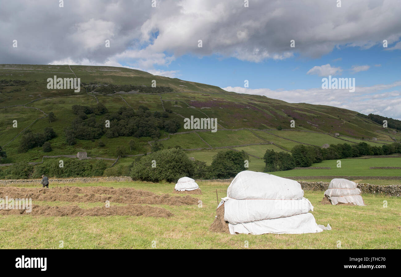 Yorkshire, UK. 9. August 2017. Das Heu in Swaledale, Yorkshire Dales, hat gesehen, eine Rückkehr zu den Methoden nicht in den letzten 50 Jahren in der Regel verwendet wird, als ein Landwirt in der Nähe von Thwaite im malerischen Dale 'gegriffen' Piking ihre Ernte, es schützt vor dem ungünstigen Wetter mit Leinwand schneiden und pressen es, wenn sich das Wetter bessert. Es ist ein langsam, hart Art und Weise, dass die Fruchtart, die für den Winter Futter für die Schafe. Credit: Wayne HUTCHINSON/Alamy leben Nachrichten Stockfoto