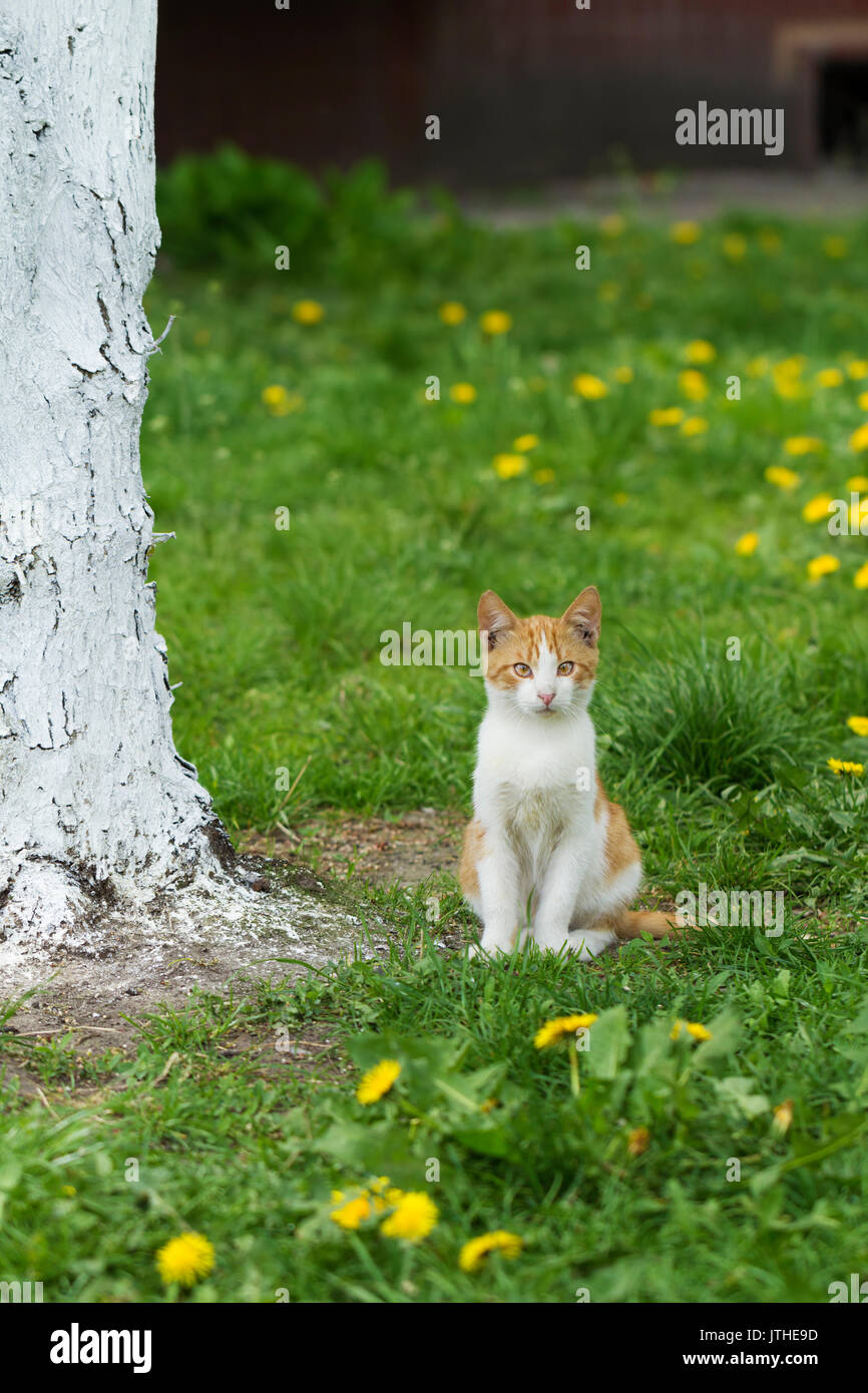 Rote und weiße heimatlose Katze schaut freundlich und will mit nach Hause genommen werden. Stockfoto