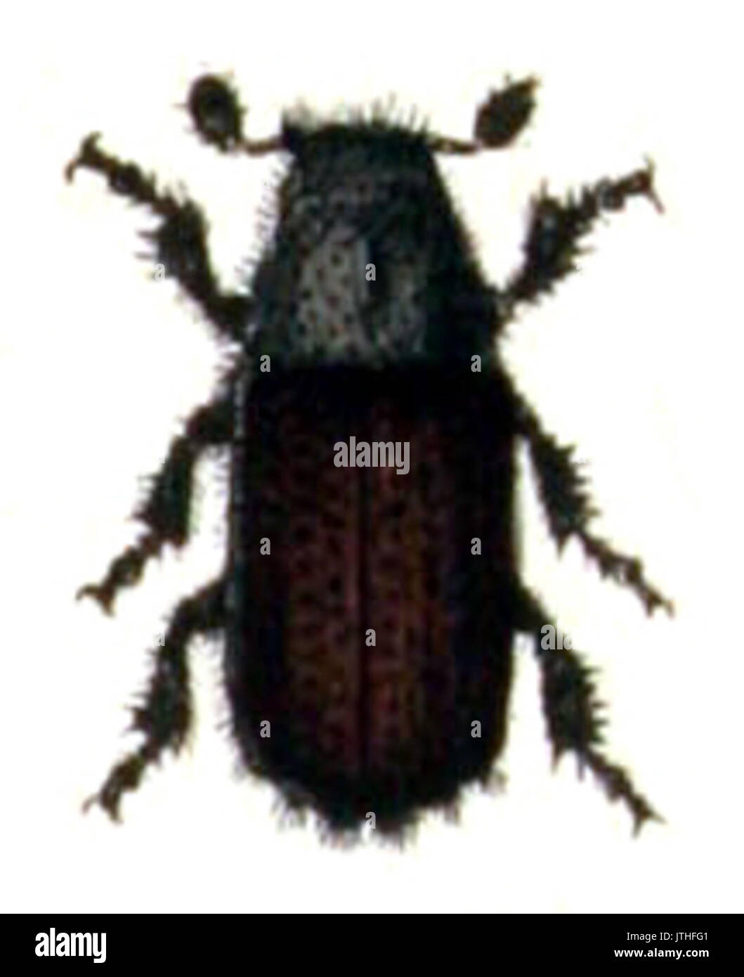 . Tomicus piniperda. . Calwer. 30.09. Stockfoto