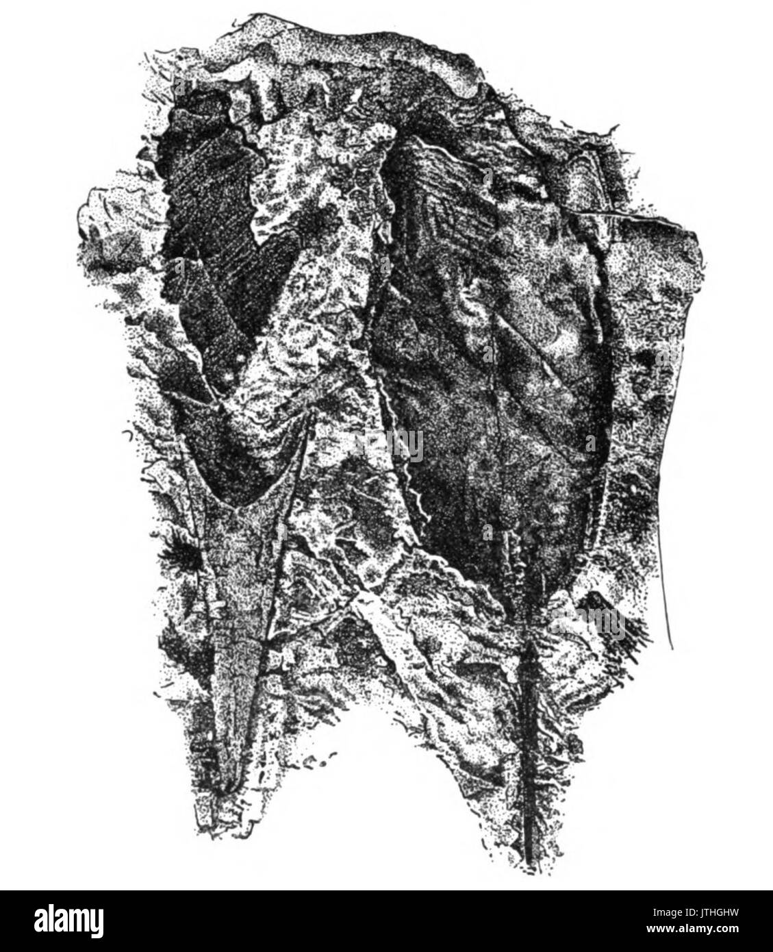 Ursprung der Wirbeltiere Bild 011 Stockfoto