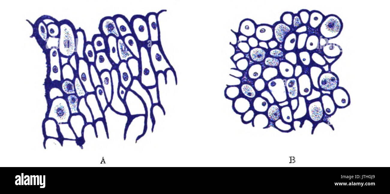 Ursprung der Wirbeltiere Bild 055 Stockfoto