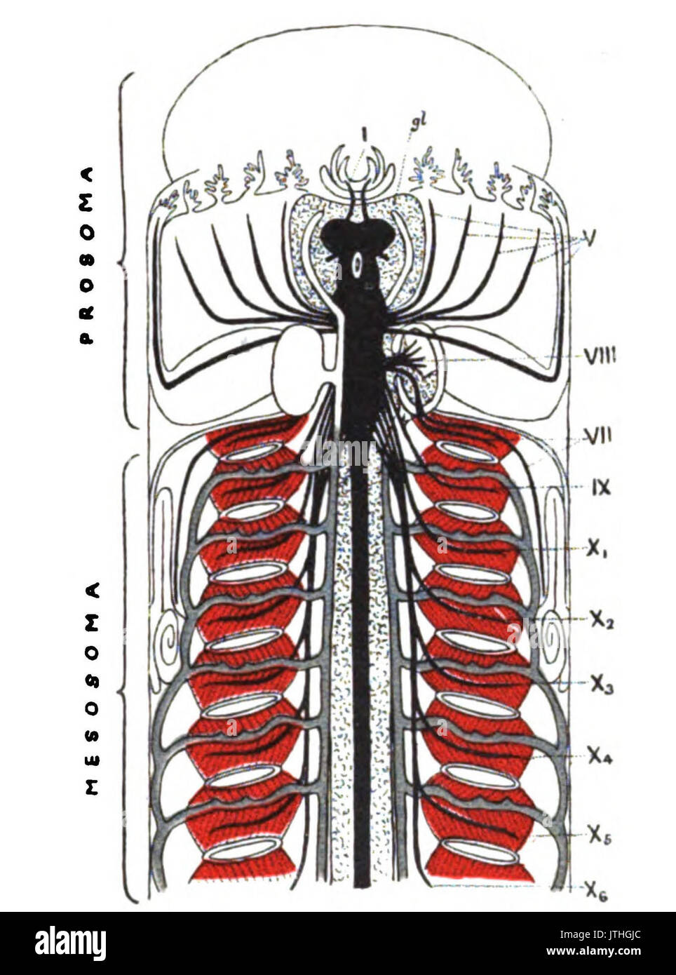 Ursprung der Wirbeltiere Bild 060 Stockfoto