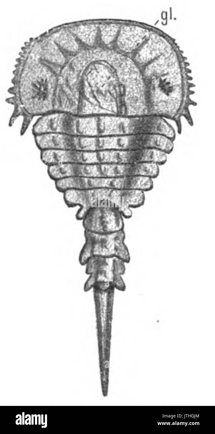 Ursprung der Wirbeltiere Bild 109 Stockfoto