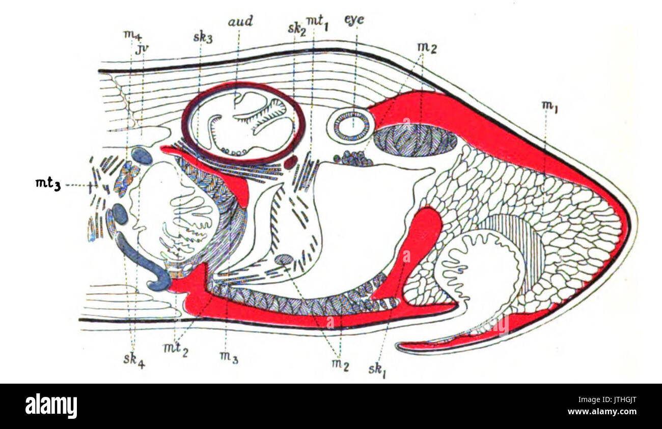 Ursprung der Wirbeltiere Bild 117 Stockfoto