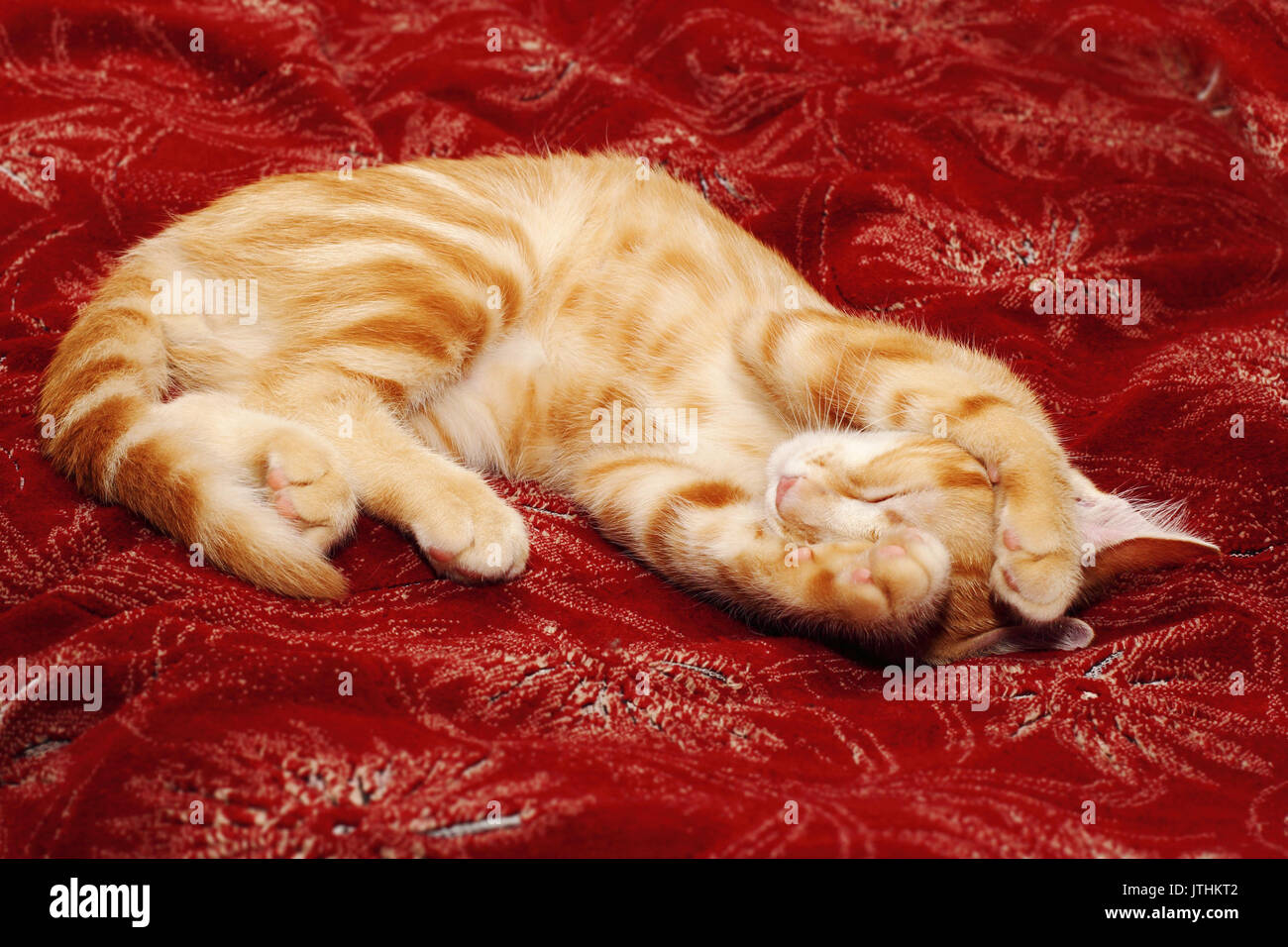 Eine rote Kätzchen seinen Kopf über Rot counterpane Grabbing Stockfoto
