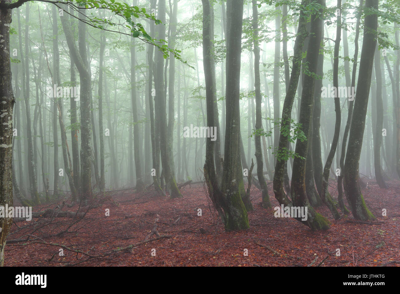 Nebligen Morgen im Wald Stockfoto