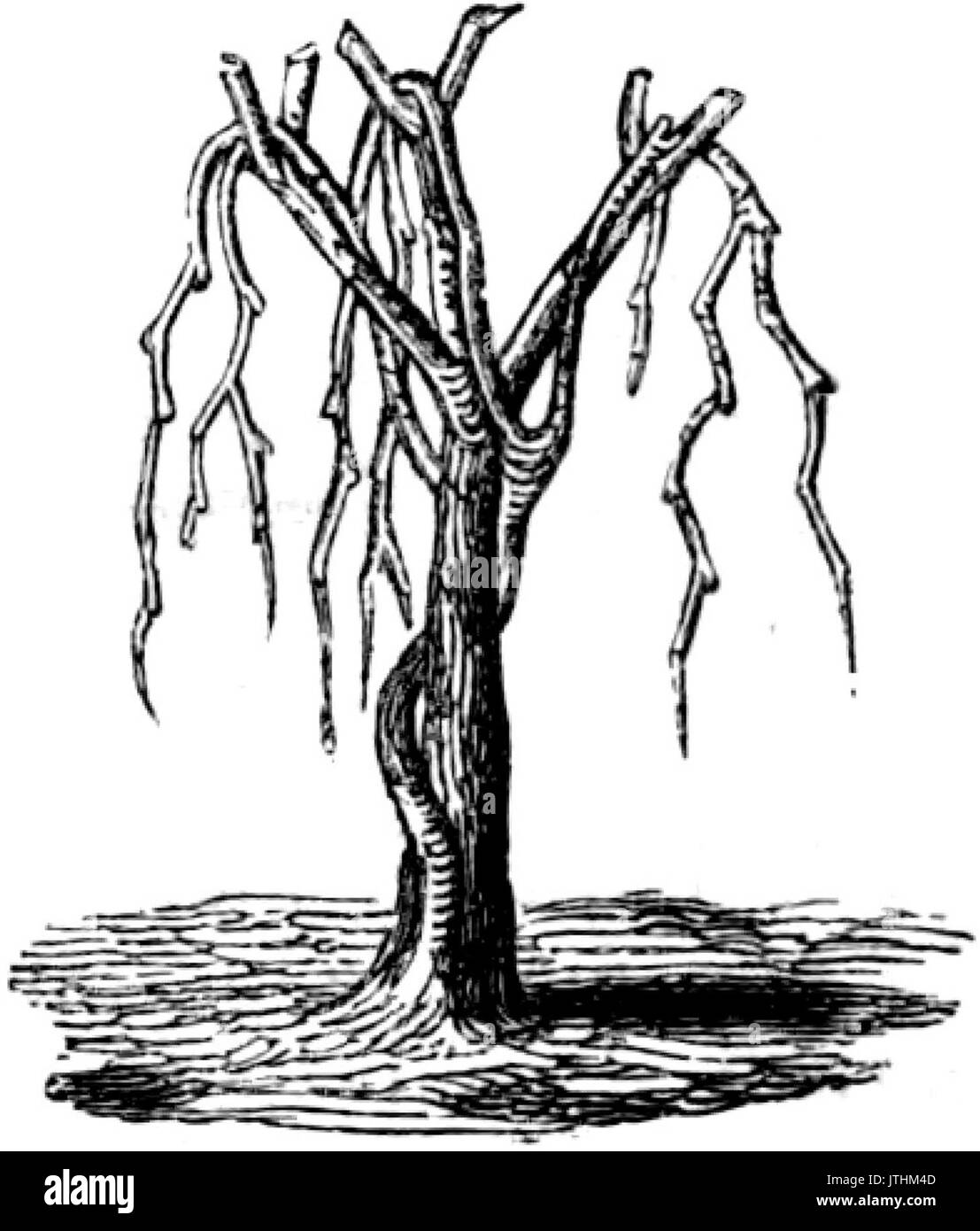 Trattato completo di agricoltura ich Abb. 112 Stockfoto