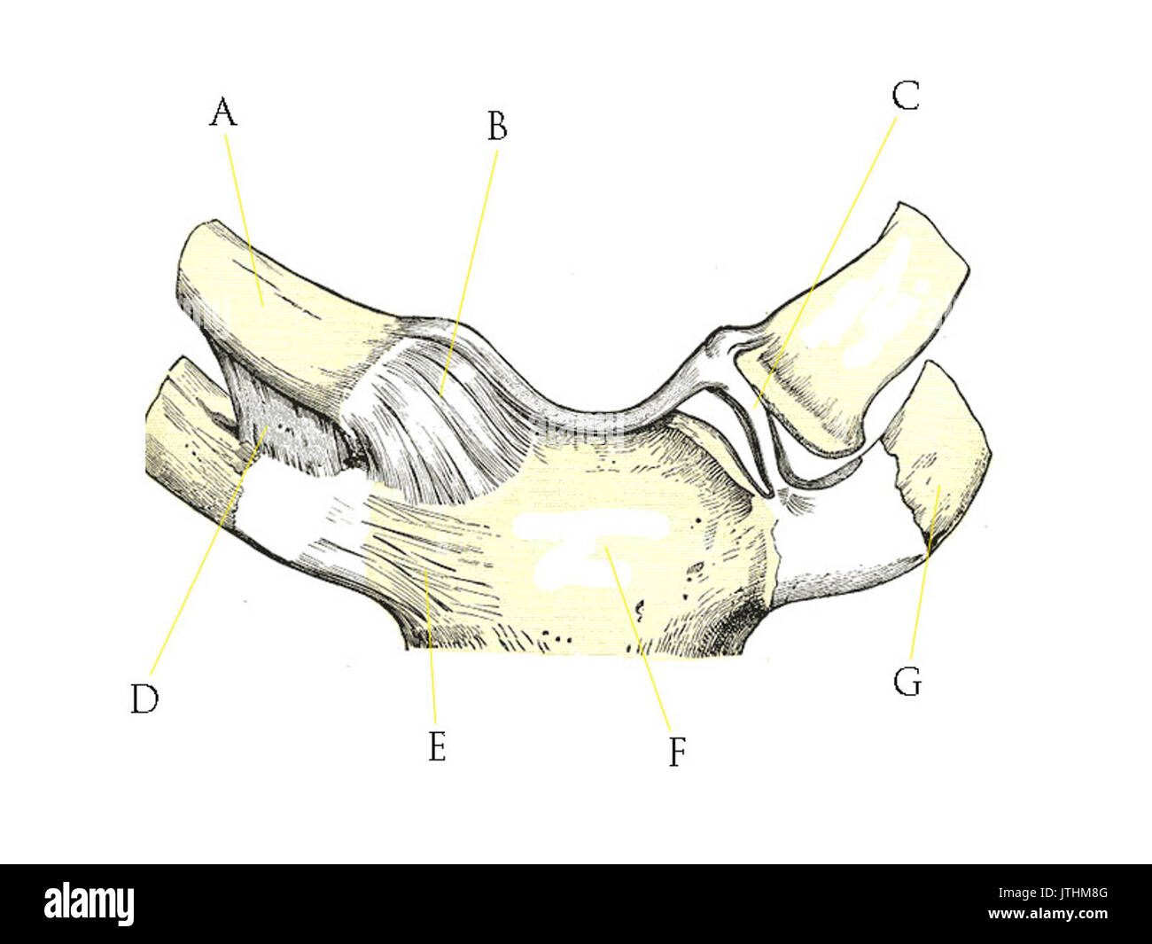 Sternoclavicular joint Obere Extremität quiz Stockfoto