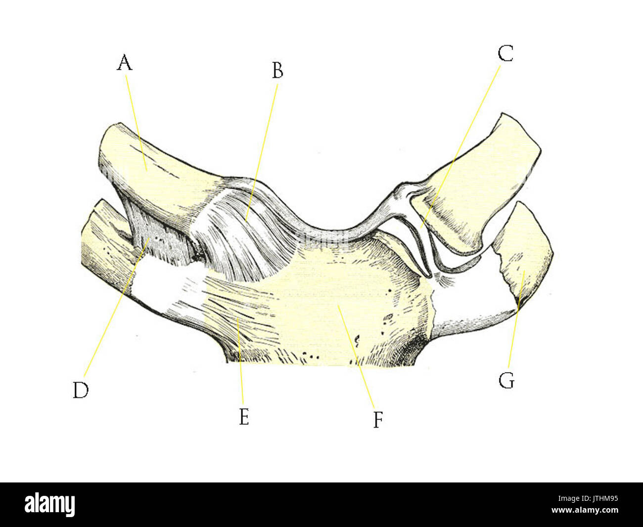 Sternoclavicular joint Obere Extremität Quiz 2. Stockfoto