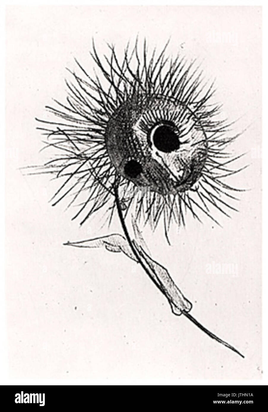 Redon les Fleurs du Mal Blume Stockfoto