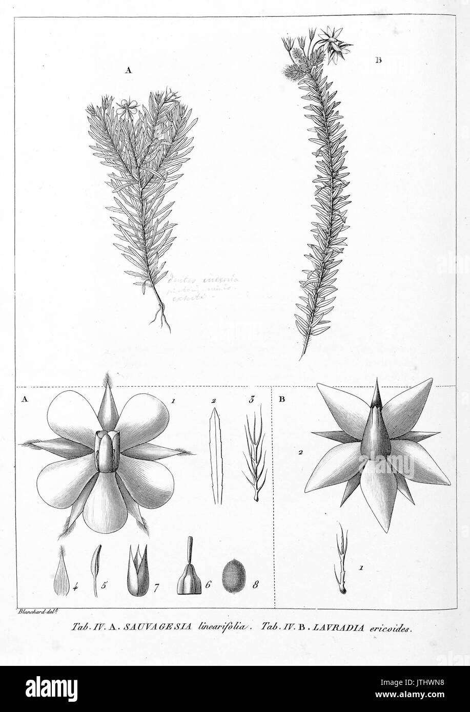 Sauvagesia linearifolia Lavradia ericoides HistPlRemarqBresil 4 Stockfoto