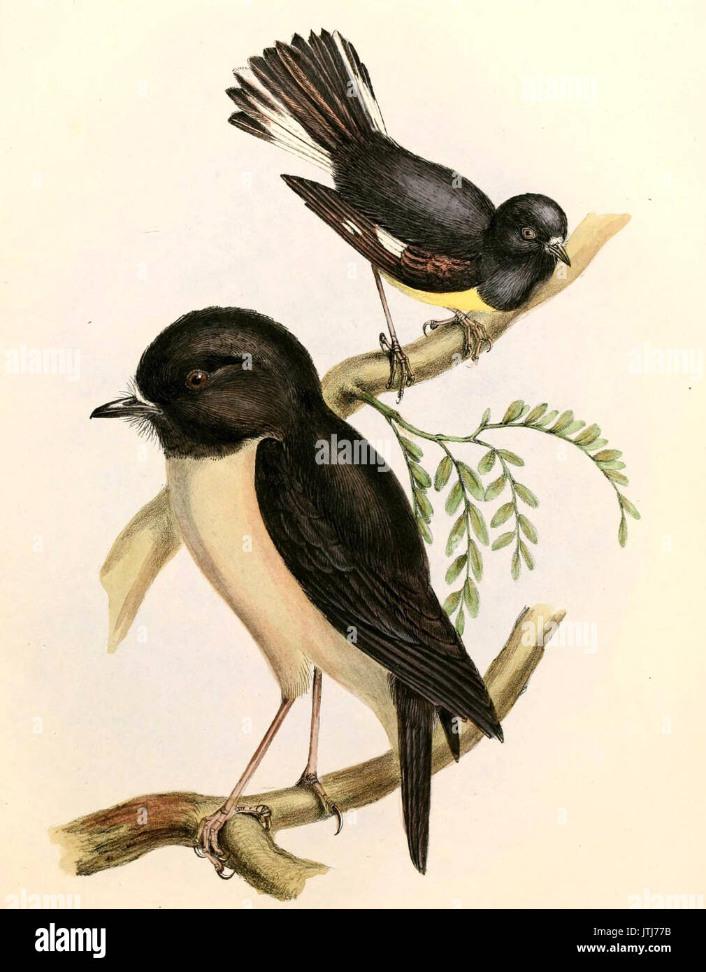 Petroica macrocephala & Petroica australis Hullmandel Stockfoto
