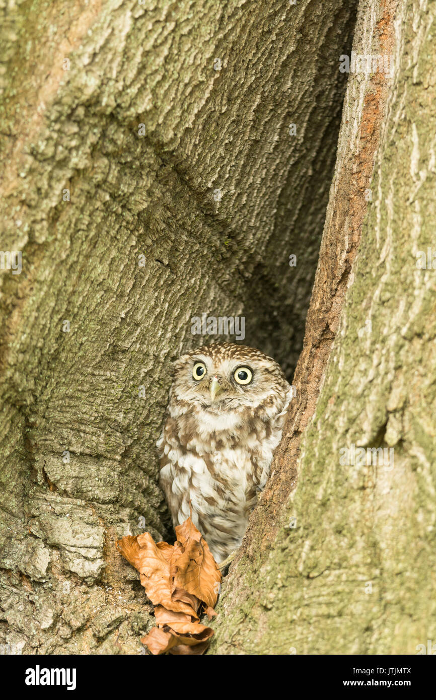 Kleine Eule in einer Bohrung in einem Baum, Athene noctua Stockfoto