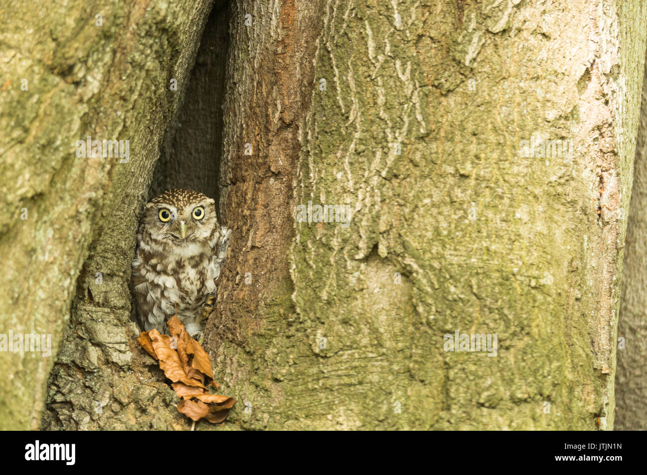 Kleine Eule in einer Bohrung in einem Baum, Athene noctua Stockfoto
