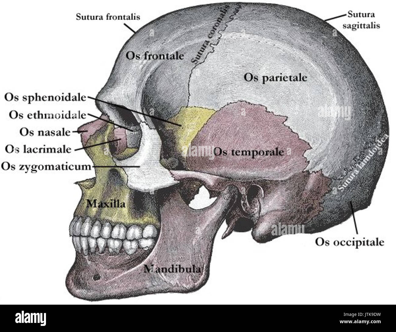 Schaedel mensch Seitenansicht Stockfoto