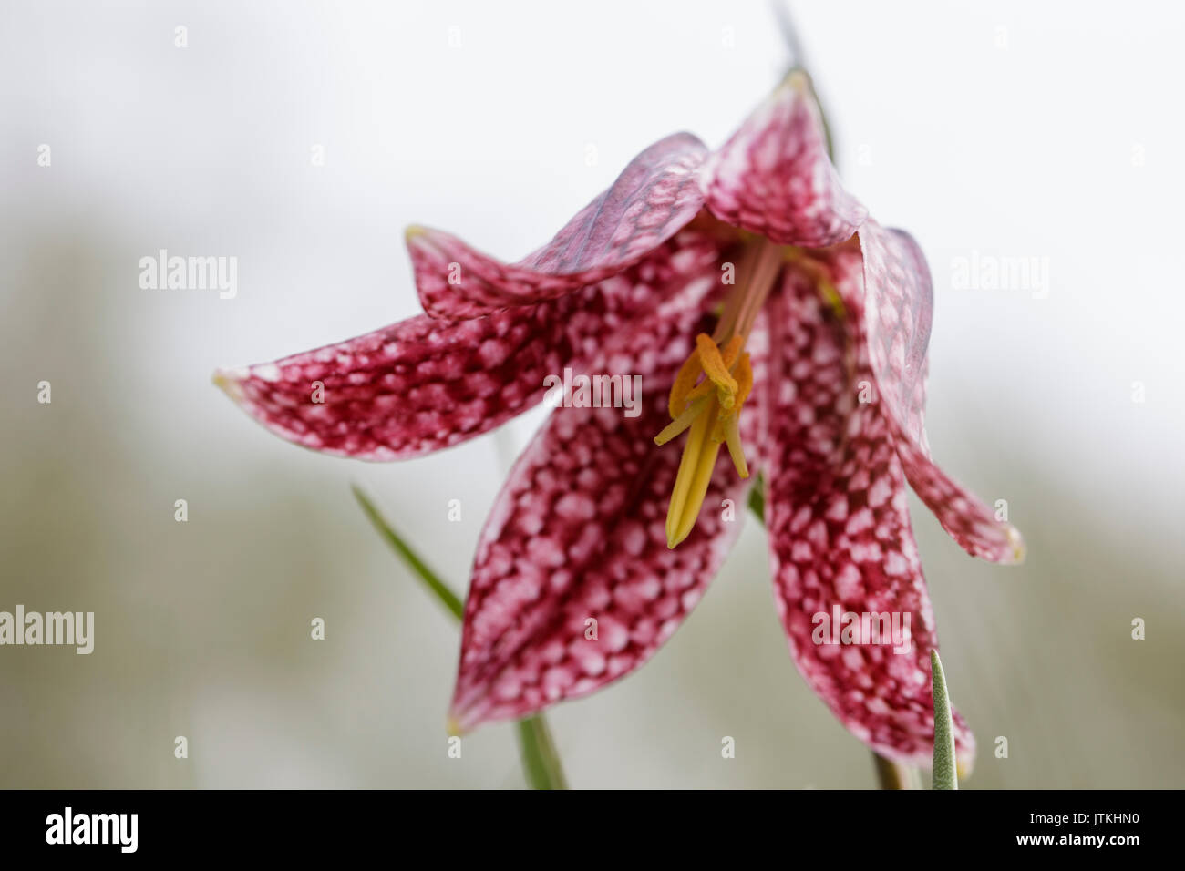 Nahaufnahme des einzigen Schlangen Kopf fritillary Stockfoto