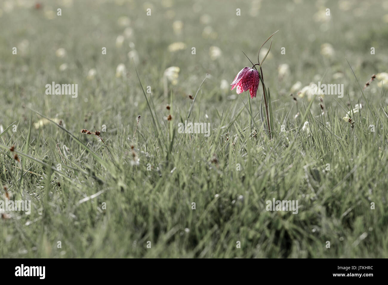 Schlangen Kopf fritillary Stockfoto