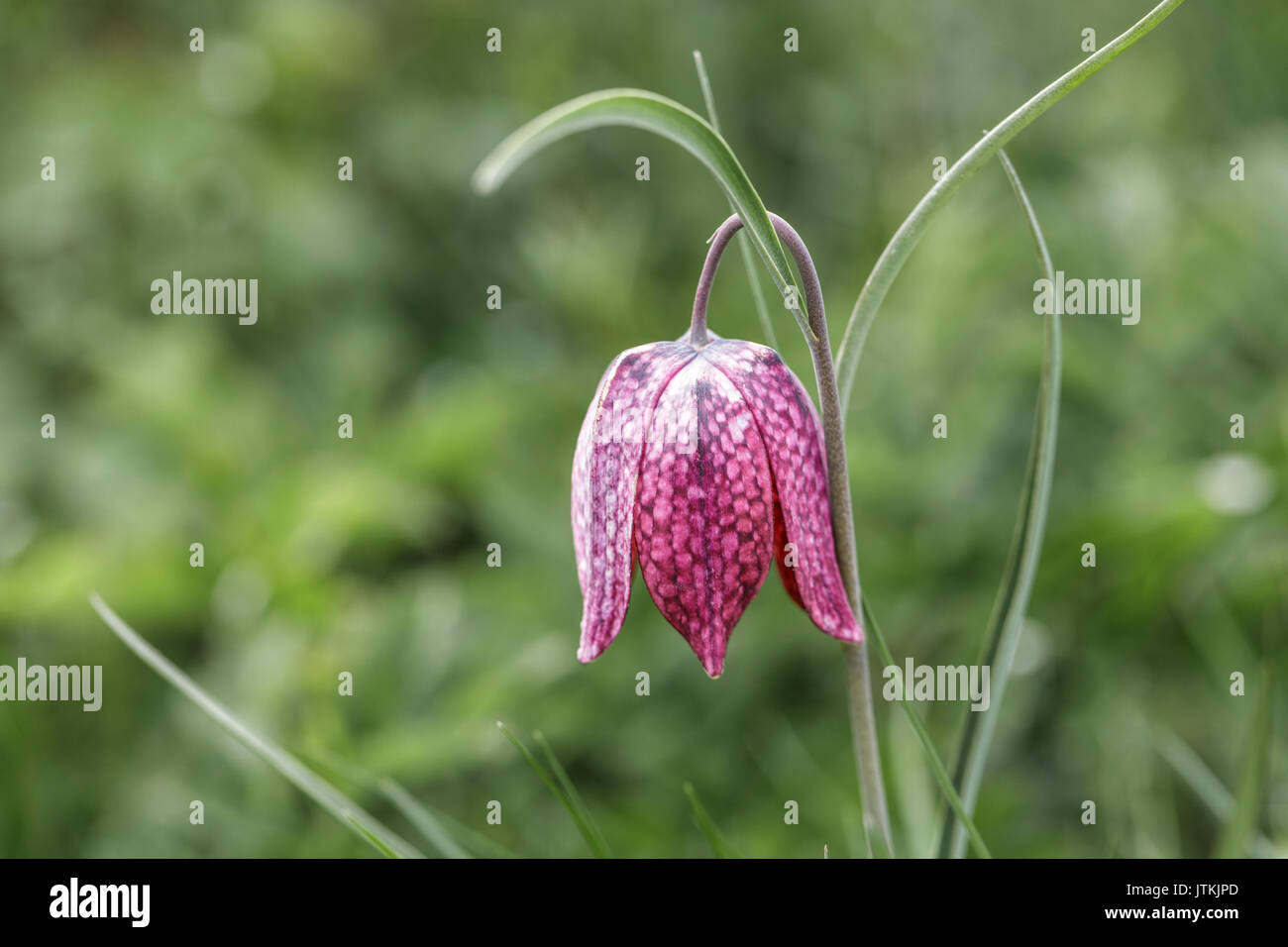Die Schlange Kopf fritillary Nahaufnahme Stockfoto