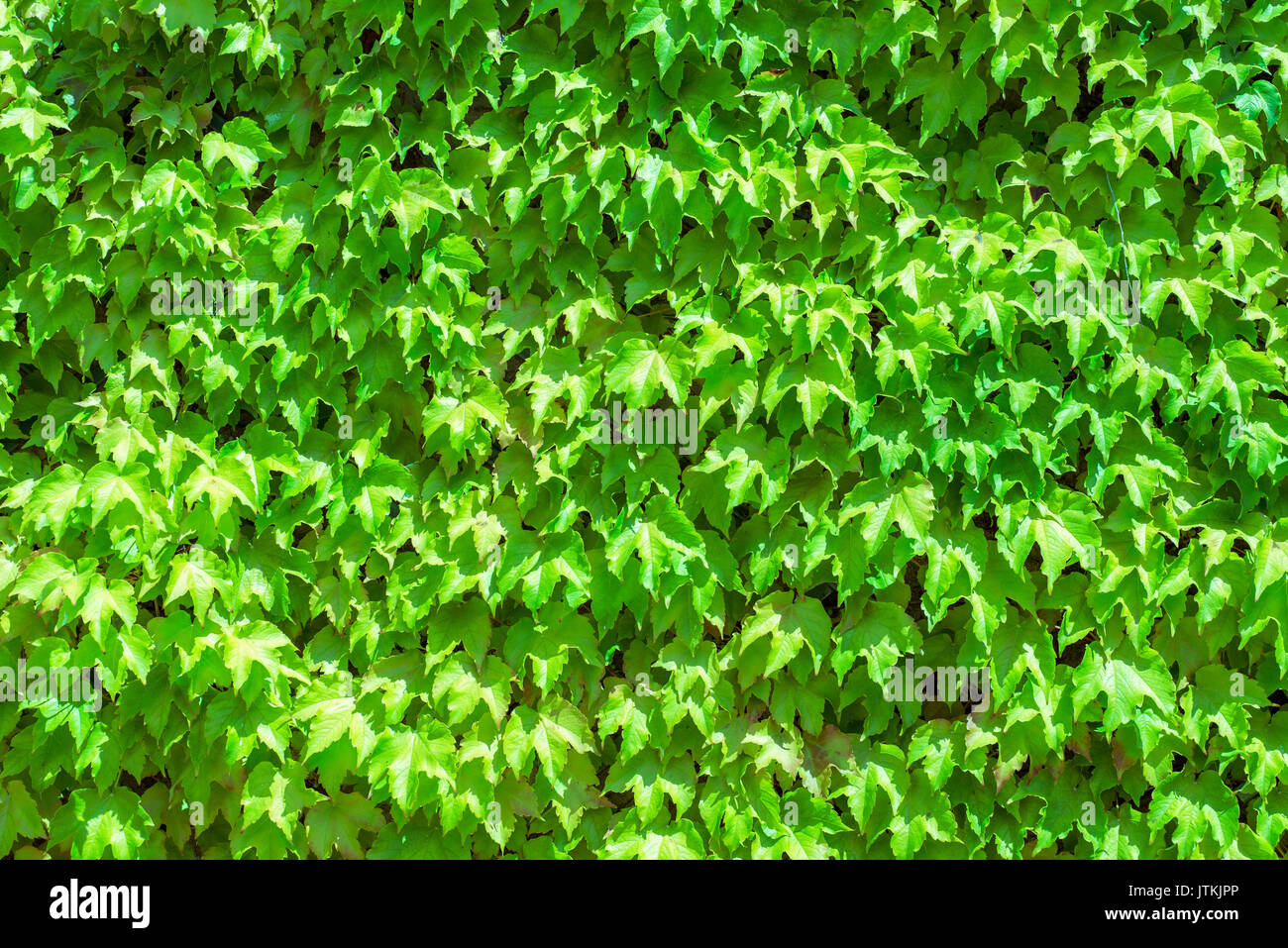 Grüne Kriechgang Blätter einer Kletterpflanze erstellen ein dichtes Laub an einer senkrechten Wand Stockfoto